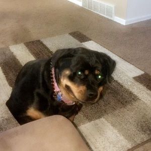 Meet your Posher, Dexter